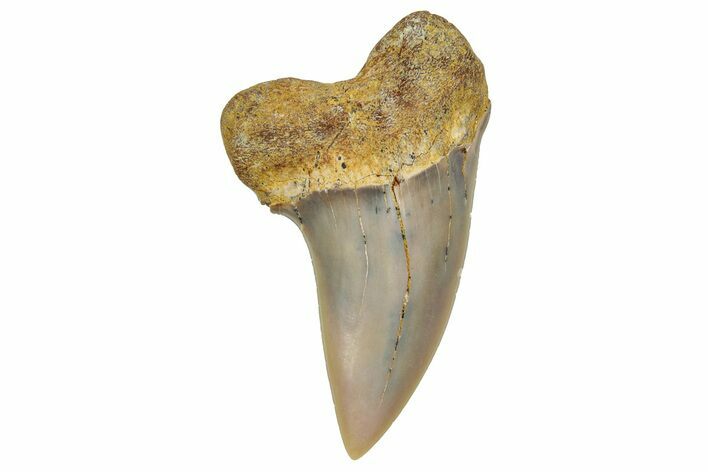 Fossil Shark Tooth (Carcharodon planus) - Bakersfield, CA #351461